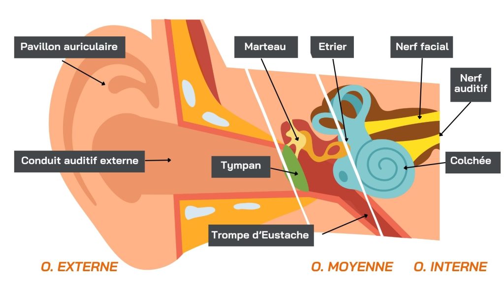 Anatomie détaillée de l'oreille, des éléments de l'oreille externe aux composantes de l'oreille interne en passant par l'oreille moyenne