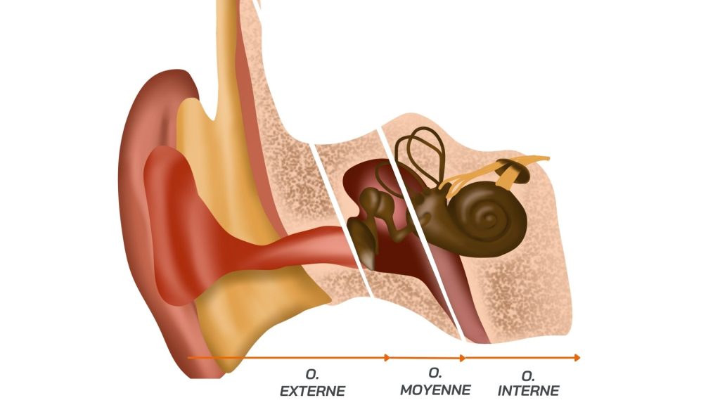 Anatomie de l'oreille : les trois composantes de l'oreille